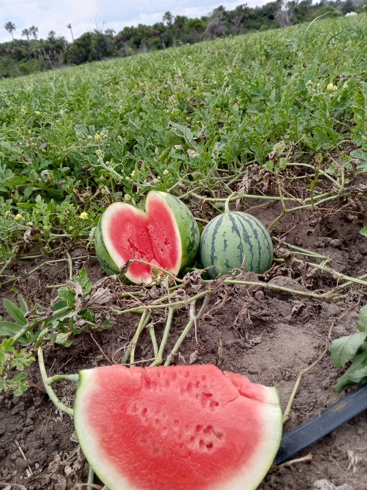 Patilla Baby